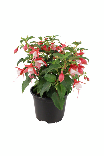 Verenpisara 12cm ruukku