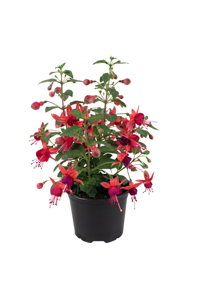 Verenpisara 12cm ruukku