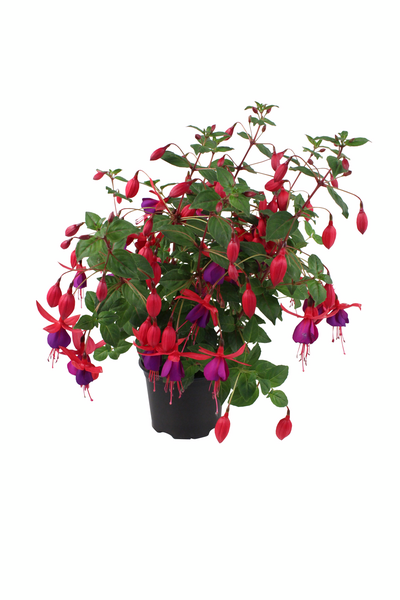 Verenpisara 12cm ruukku