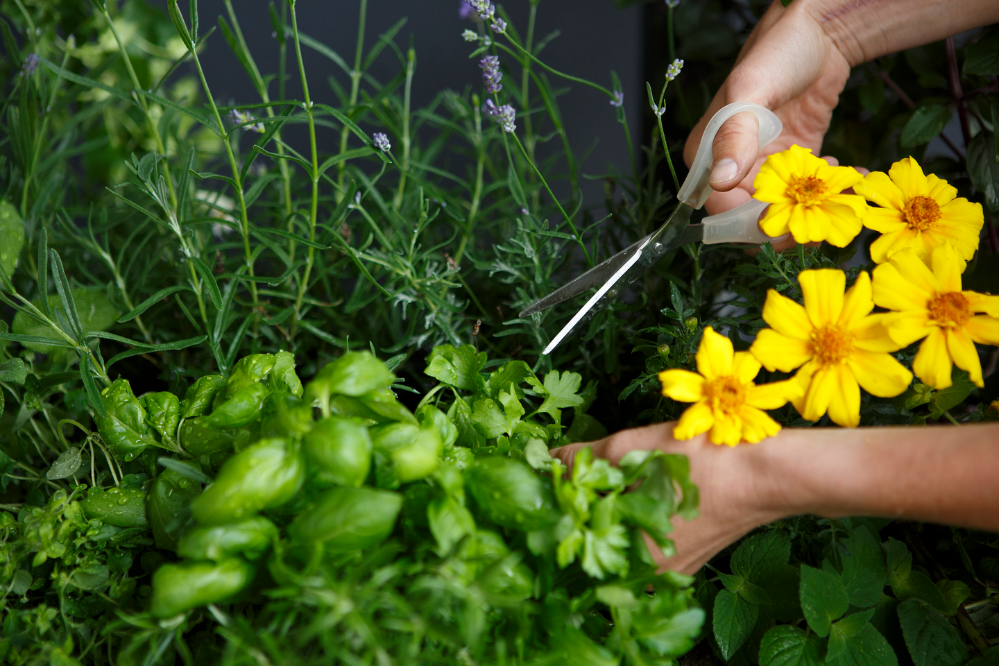 Yrttimulta Kekkilä luonnonmukainen 6l