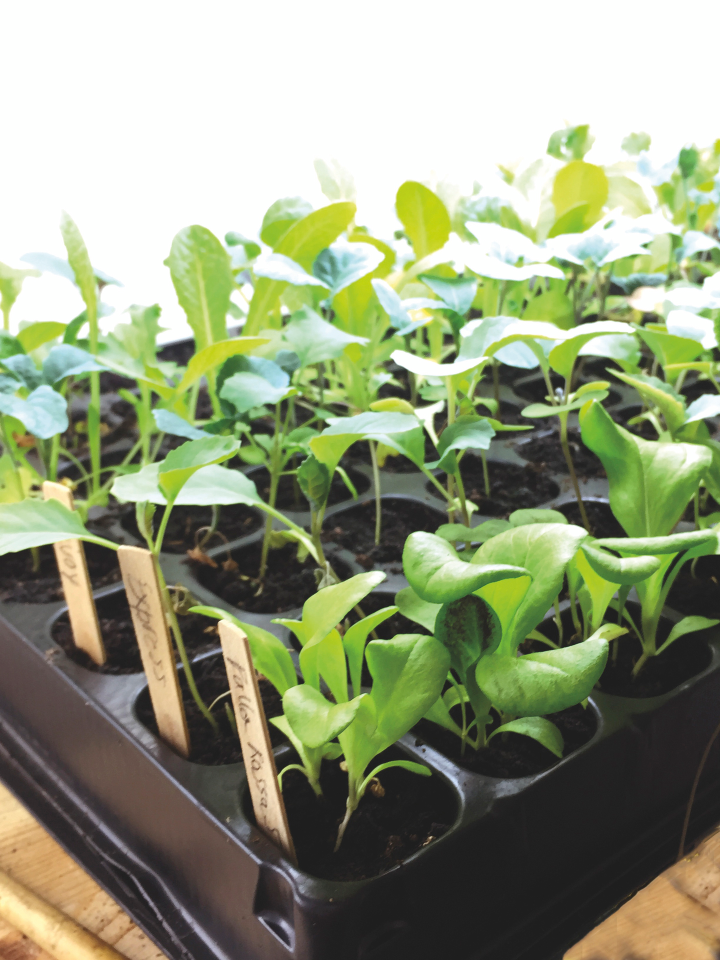 PLUGGSET NELSON GARDEN BEVATTNINGSMATTA