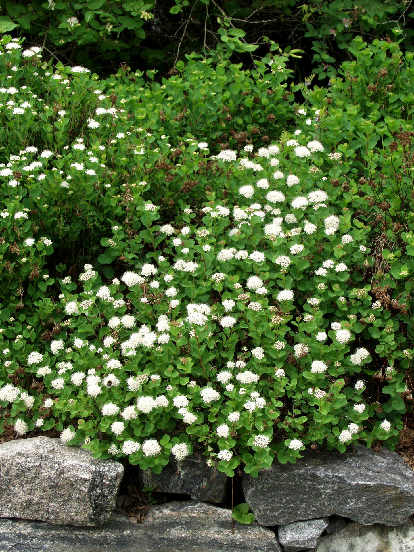 Verhoangervo Spiraea beuverdiana Lumikki 3l astia