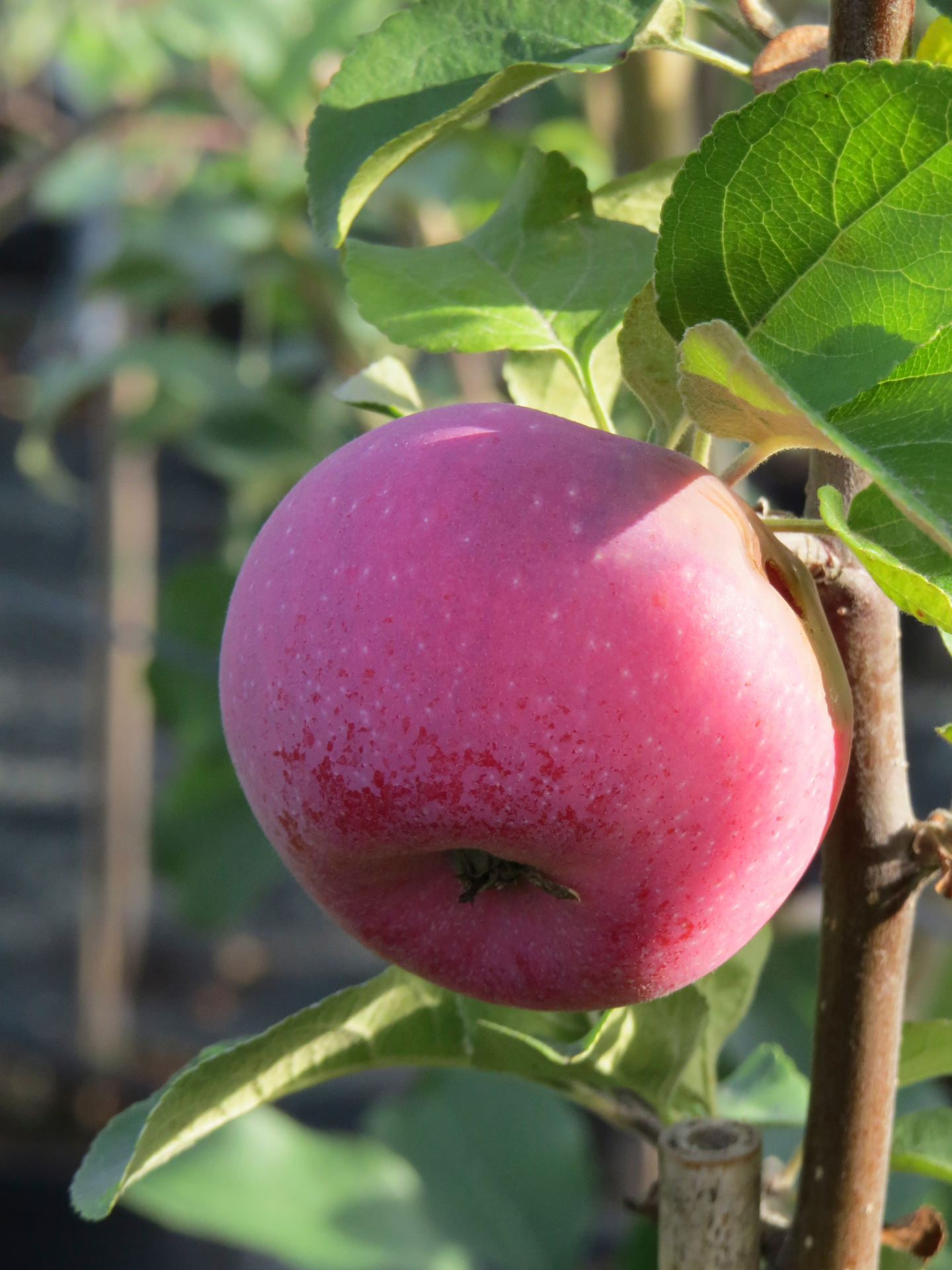 Omenapuu Uslada hillittykasvuinen