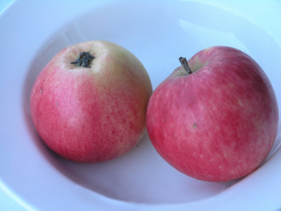 Omenapuu Uslada hillittykasvuinen