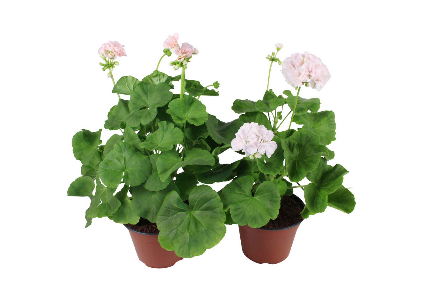 Pelargoni Mårbacka mix 13cm ruukku