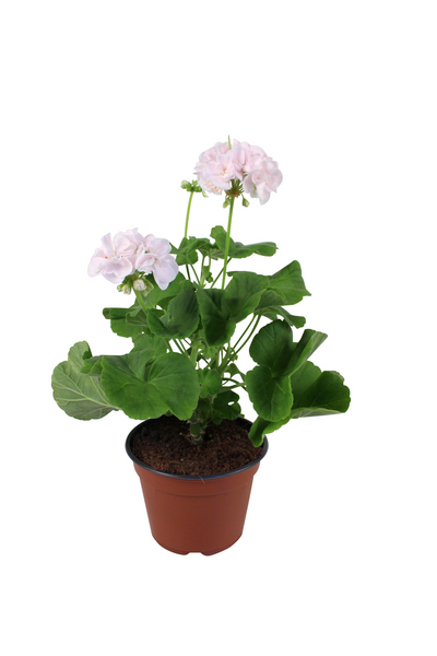 Pelargoni Mårbacka mix 13cm ruukku