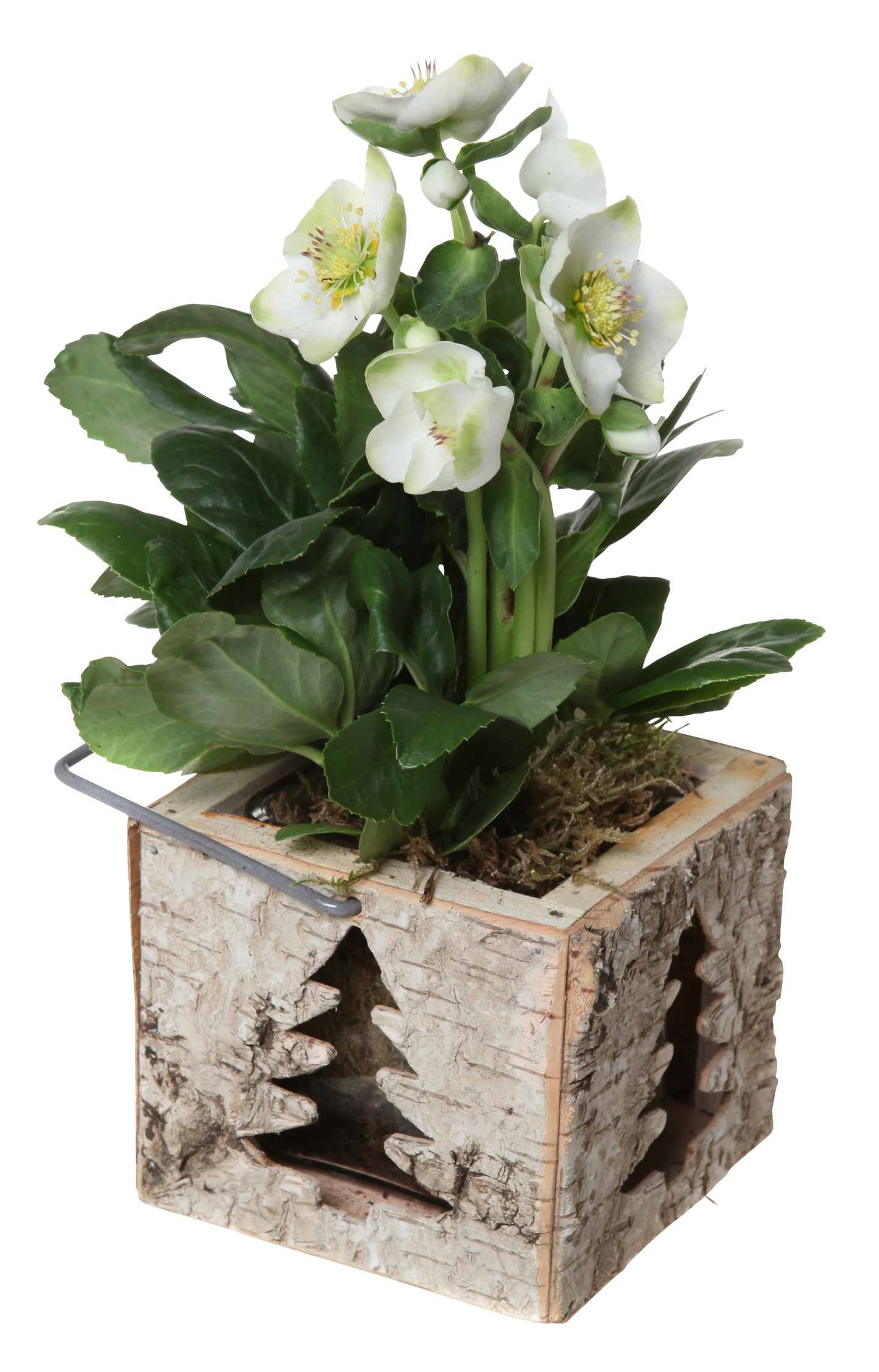 Joulukukkaistutus pieni