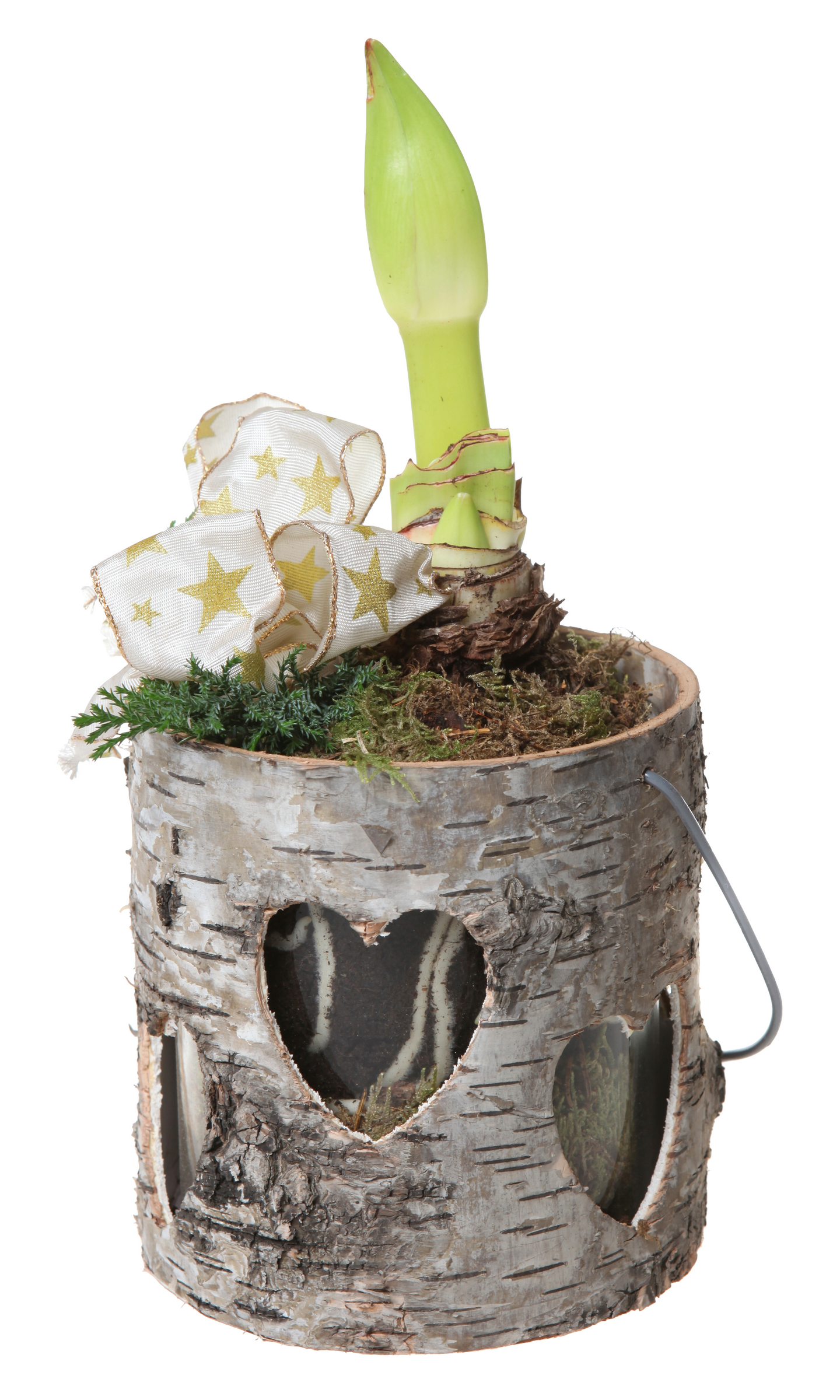 Joulukukkaistutus pieni