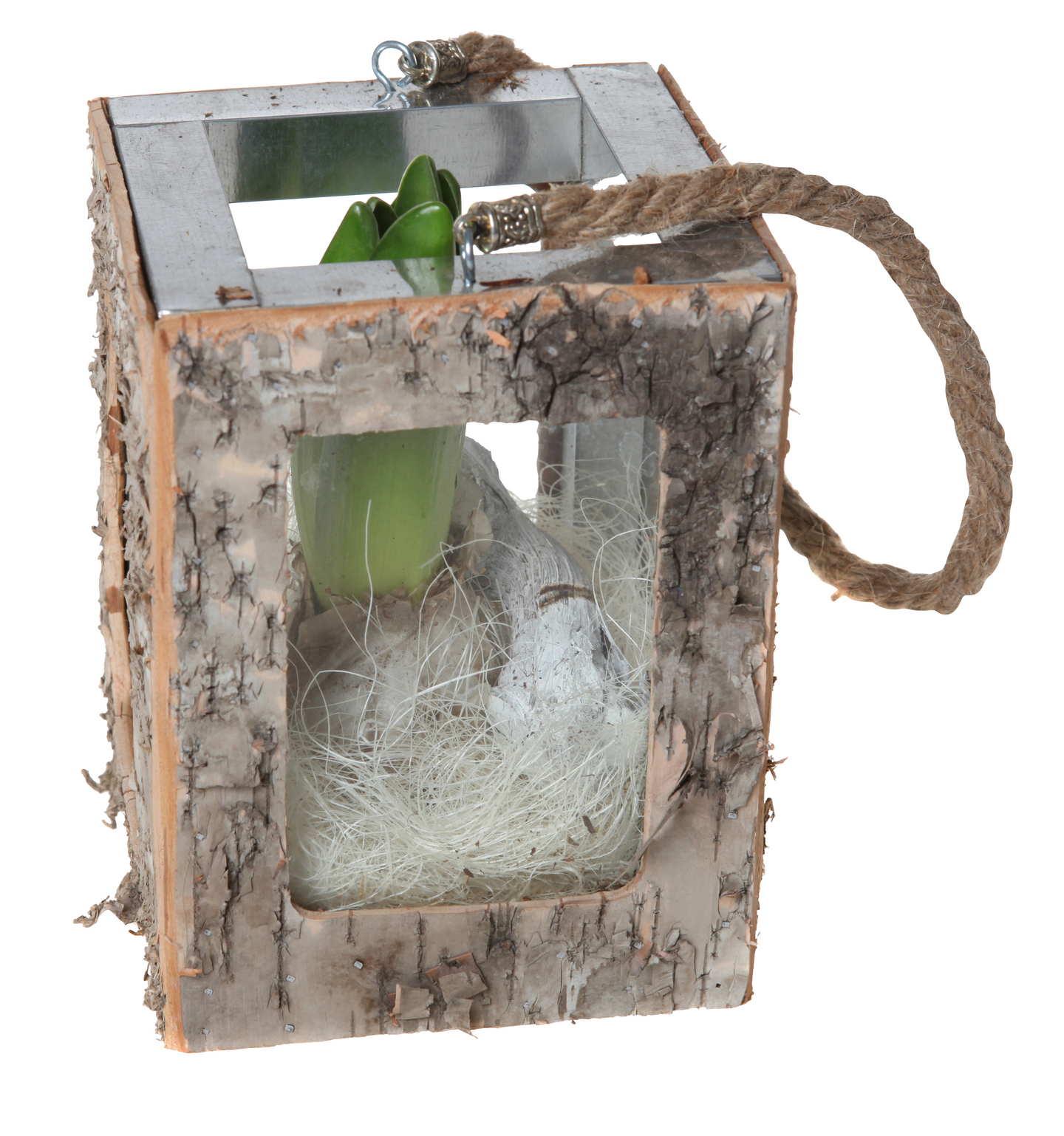 Joulukukkaistutus pieni