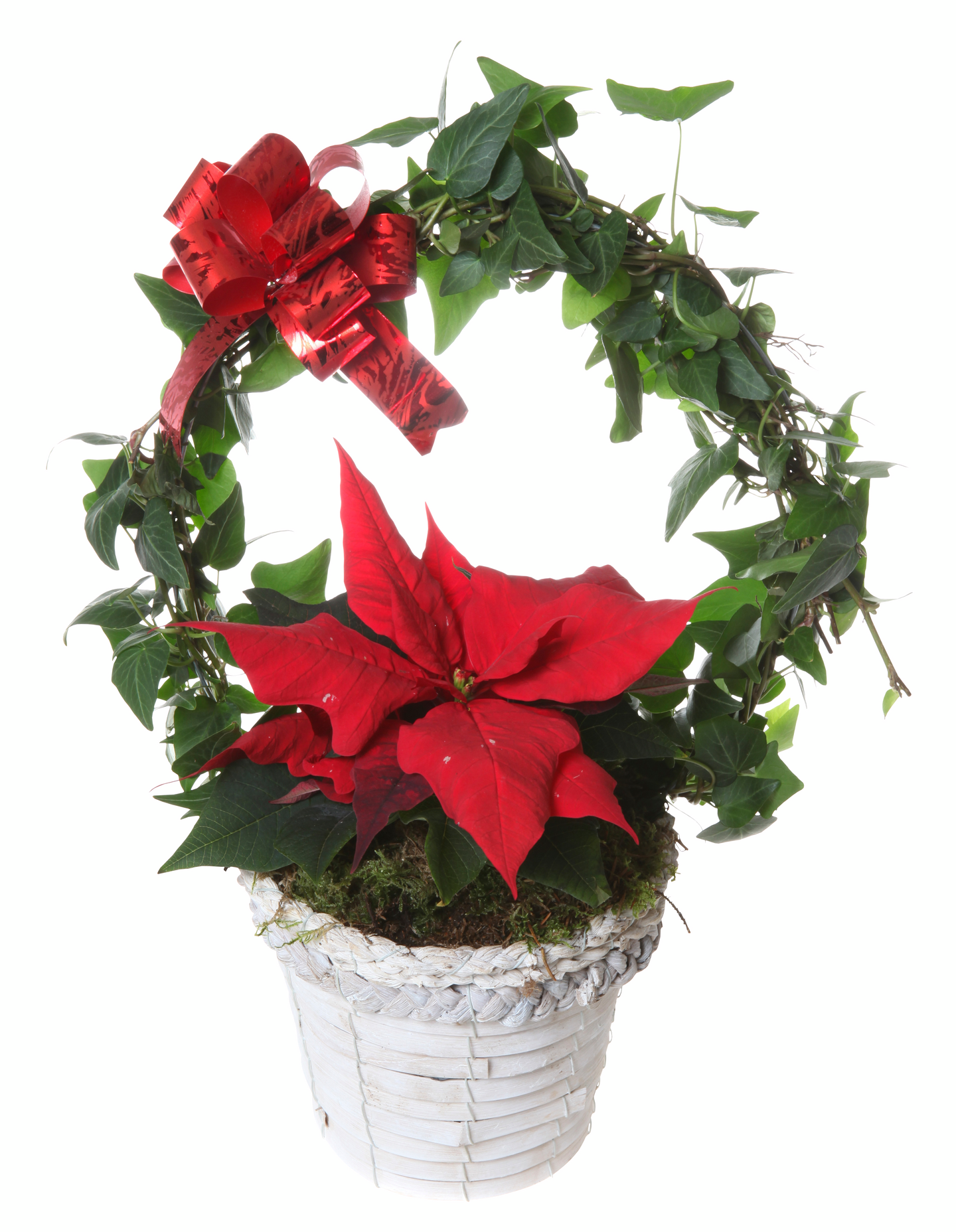 Joulukukkaistutus keskikoko