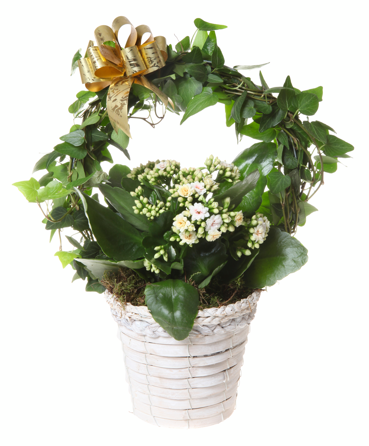 Joulukukkaistutus keskikoko