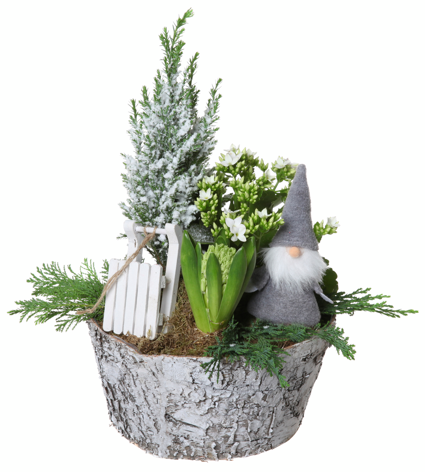 Joulukukkaistutus keskikoko