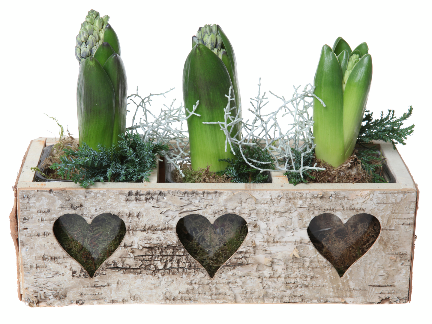 Joulukukkaistutus keskikoko