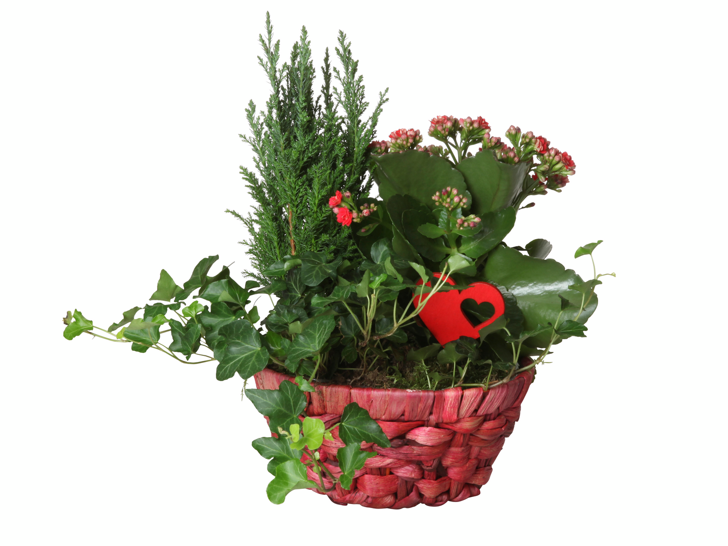 Joulukukkaistutus keskikoko