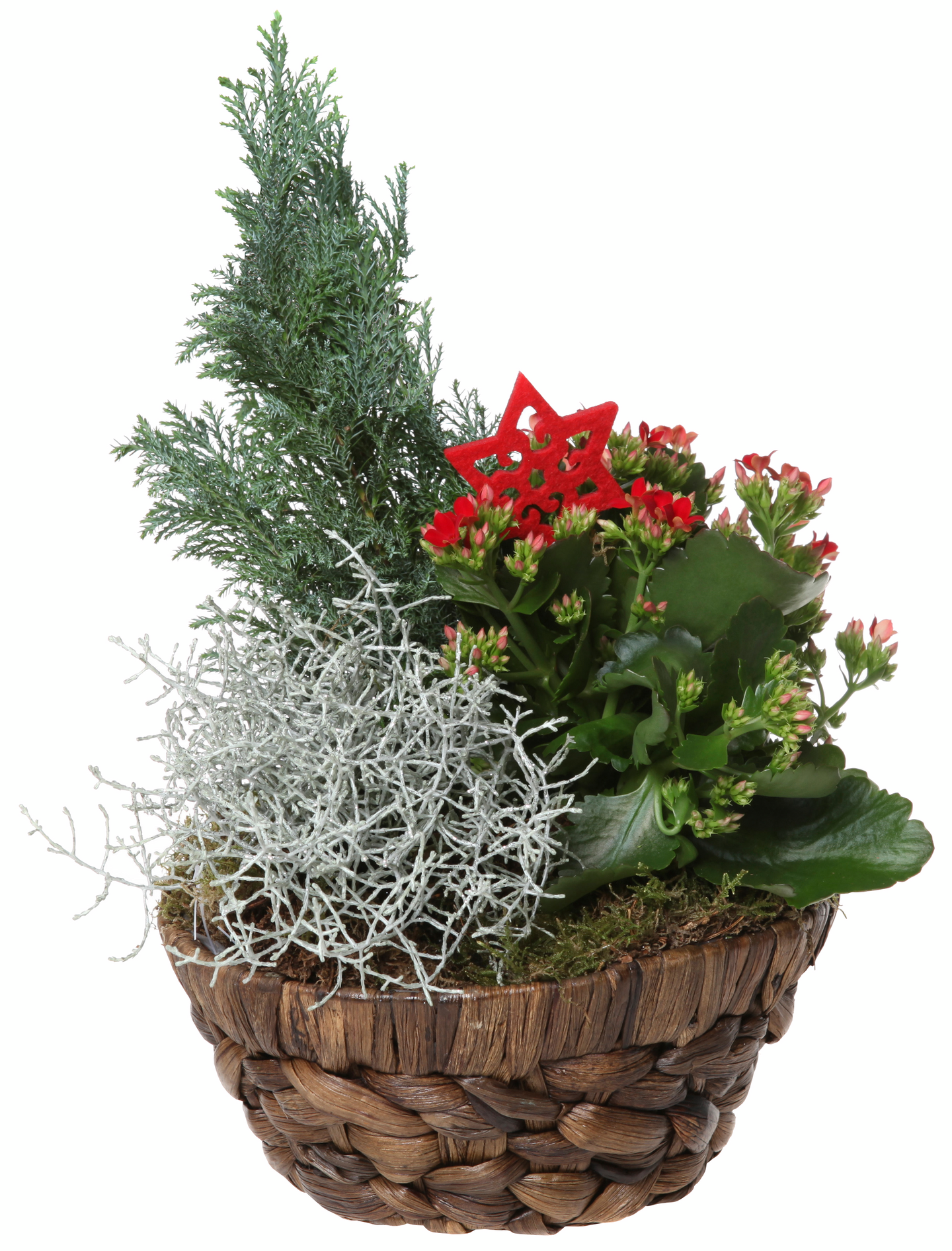 Joulukukkaistutus keskikoko