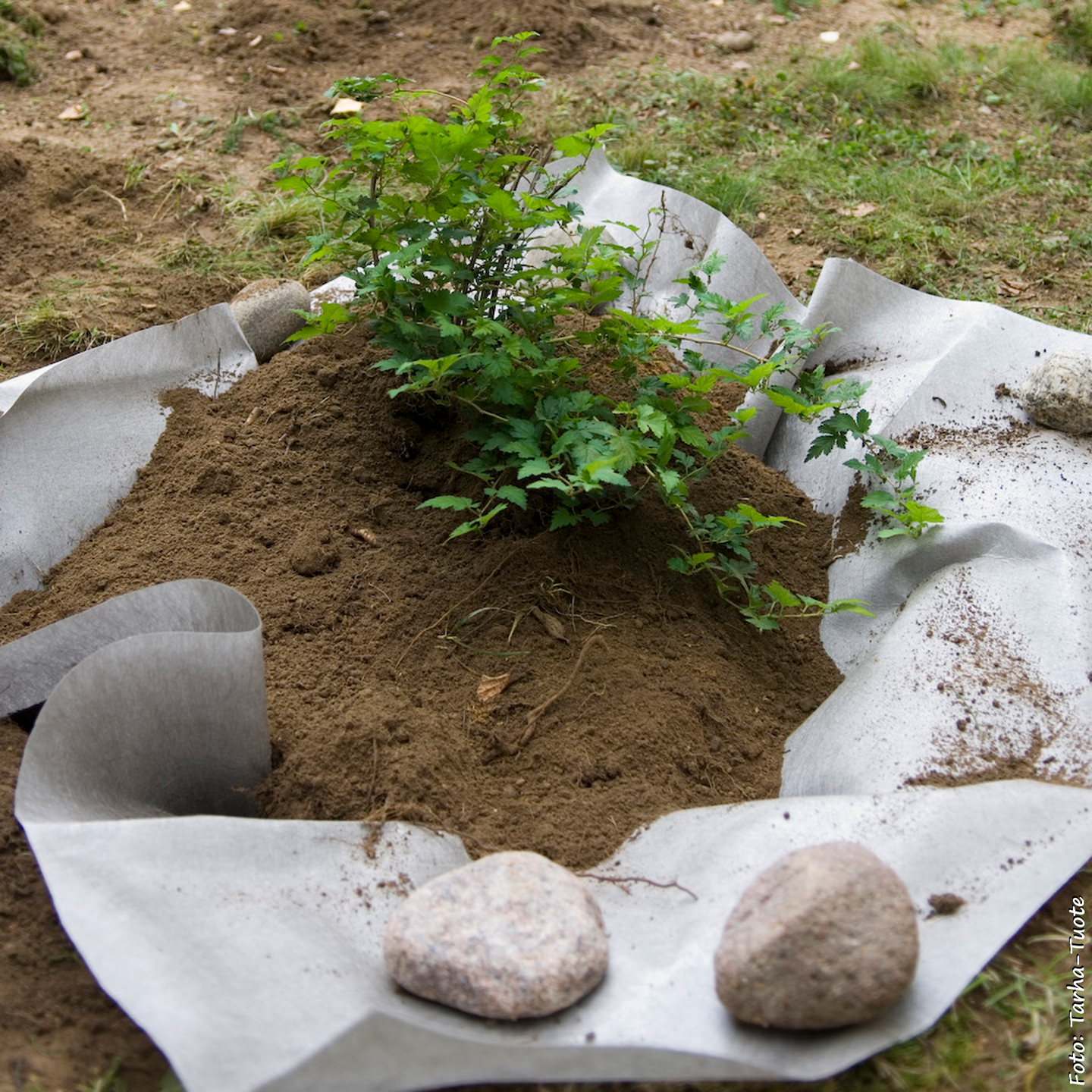 Juuriestematto Cello 13m² 2,6x5m