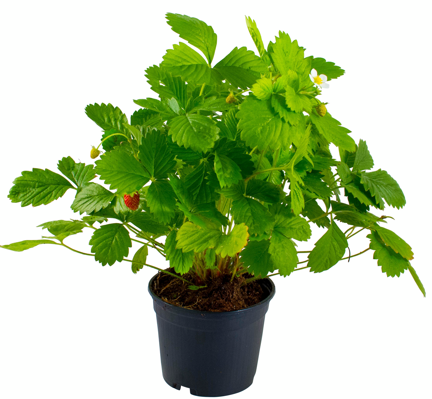 Kuukausimansikka taimi 9cm ruukku