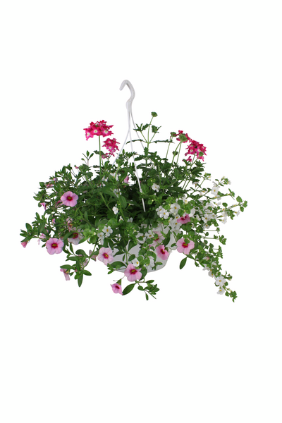 Trixi-amppeli mix 23cm