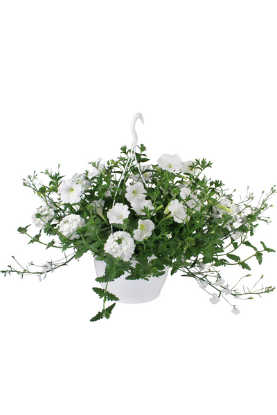 Trixi-amppeli mix 23cm