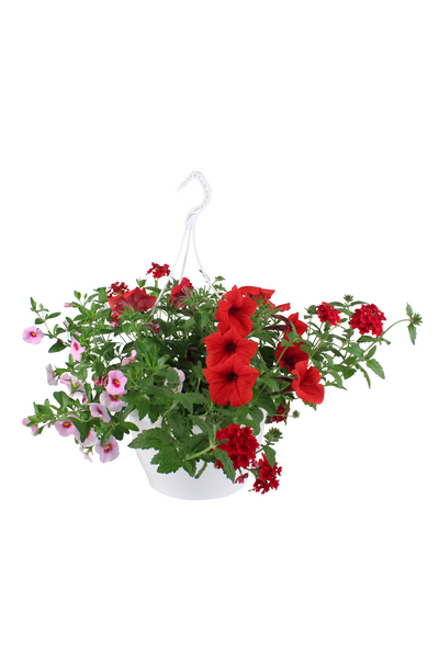 Trixi-amppeli mix 23cm