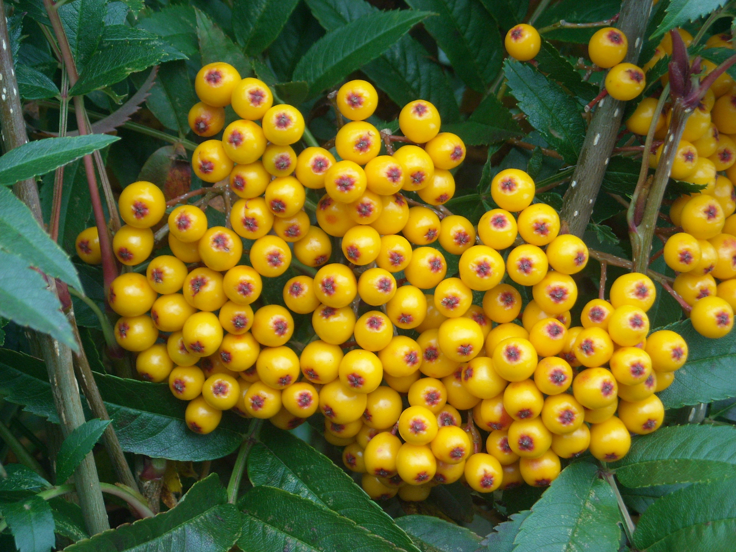 Pylväspihlaja keltamarjainen Sorbus autumn spire 7,5l astia