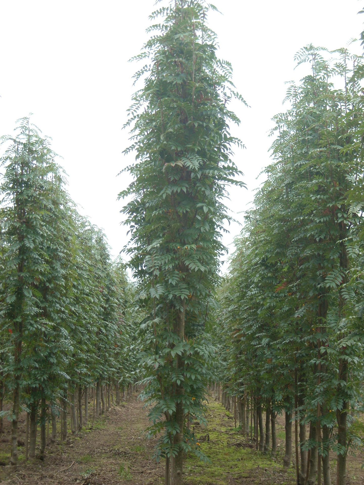 Pylväspihlaja keltamarjainen Sorbus autumn spire 7,5l astia