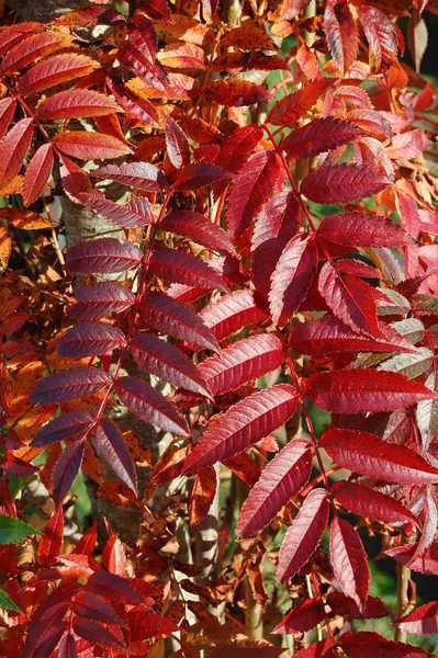 Pylväspihlaja keltamarjainen Sorbus autumn spire 7,5l astia