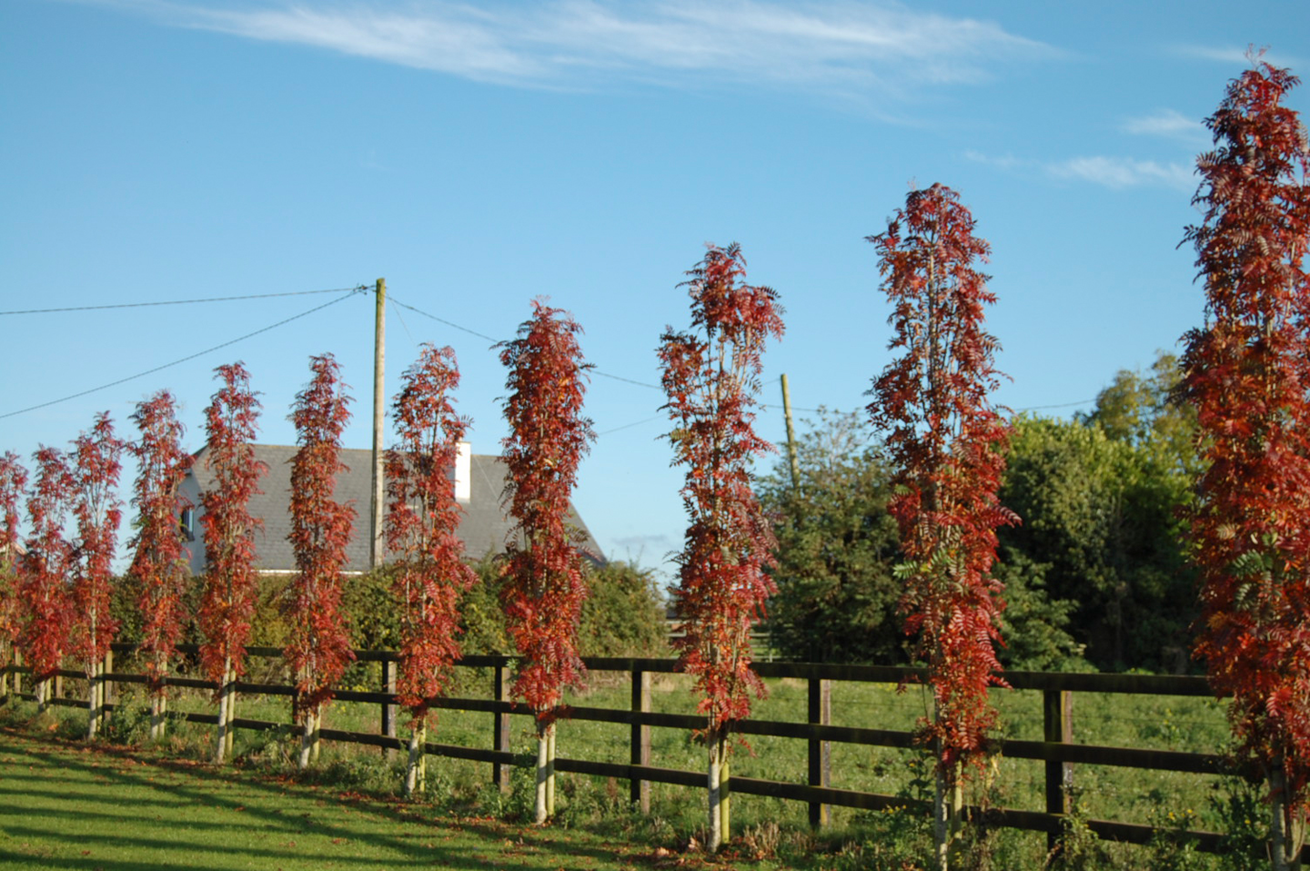 Pylväspihlaja keltamarjainen Sorbus autumn spire 7,5l astia