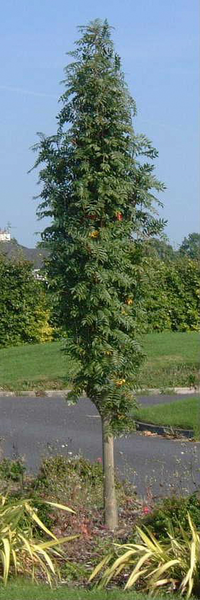 Pylväspihlaja keltamarjainen Sorbus autumn spire 7,5l astia