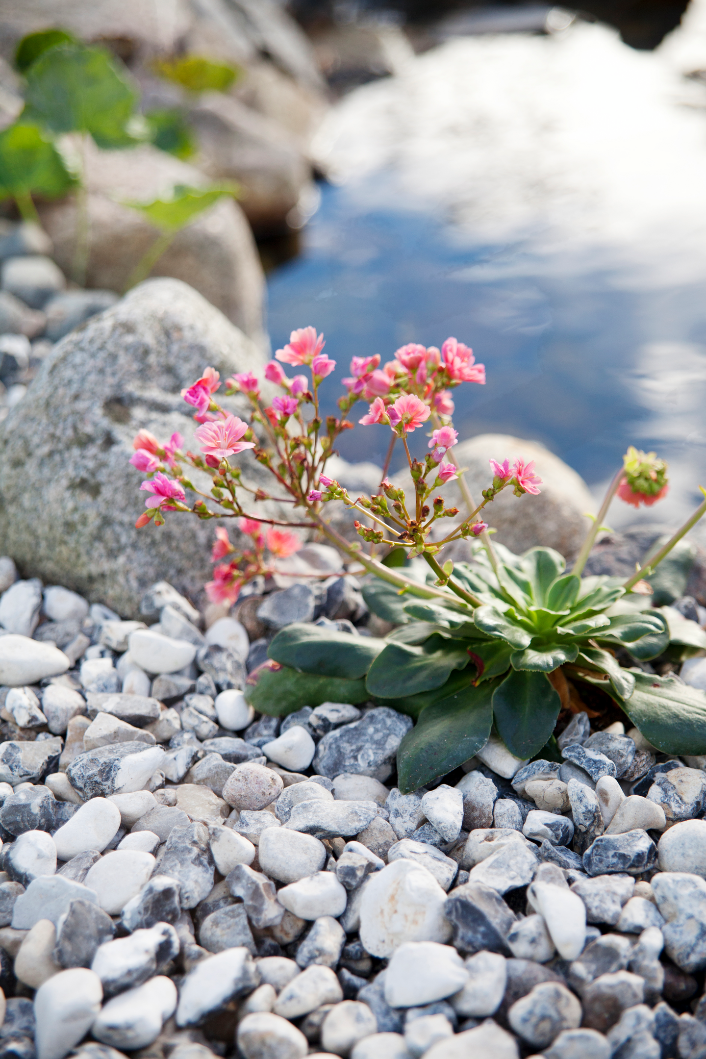 Koristekivi Kekkilä rantakivi iso harmaavalkoinen 25kg