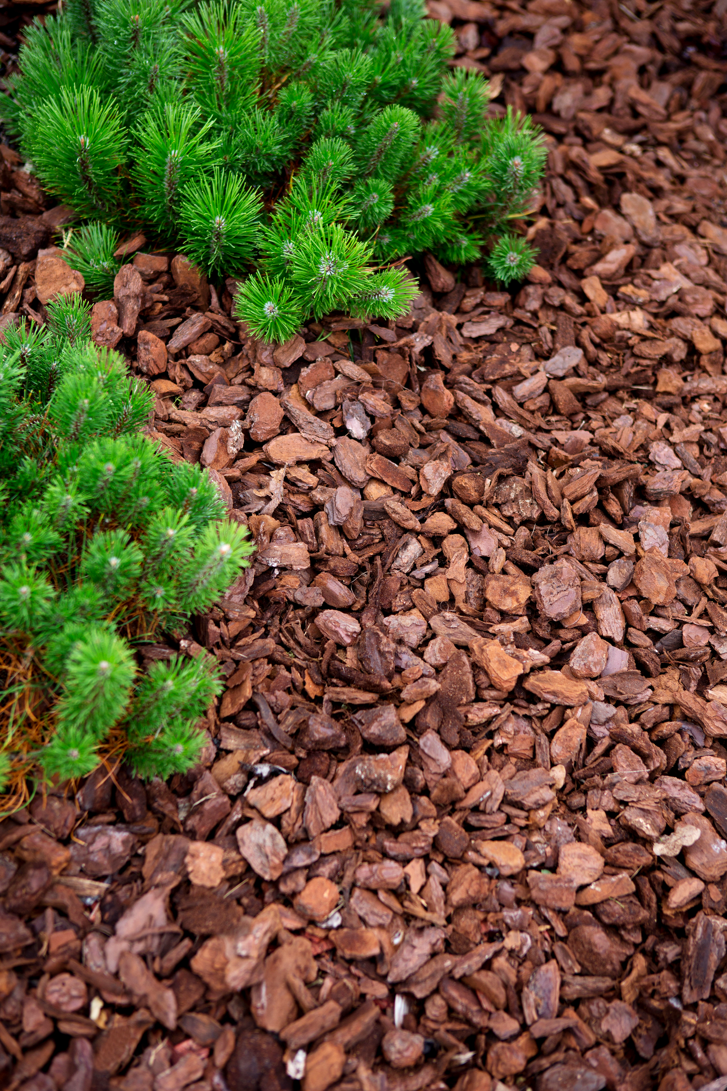 Koristekate Kekkilä Pinja 35l