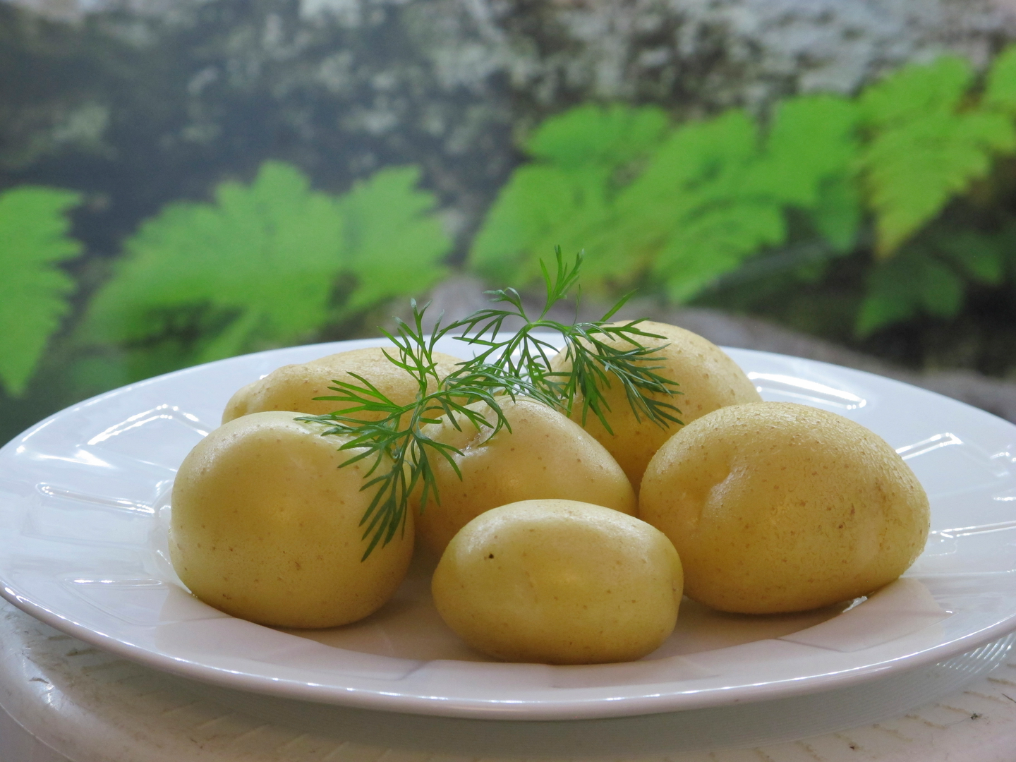 Siemenperuna Jussi 10kg varhais