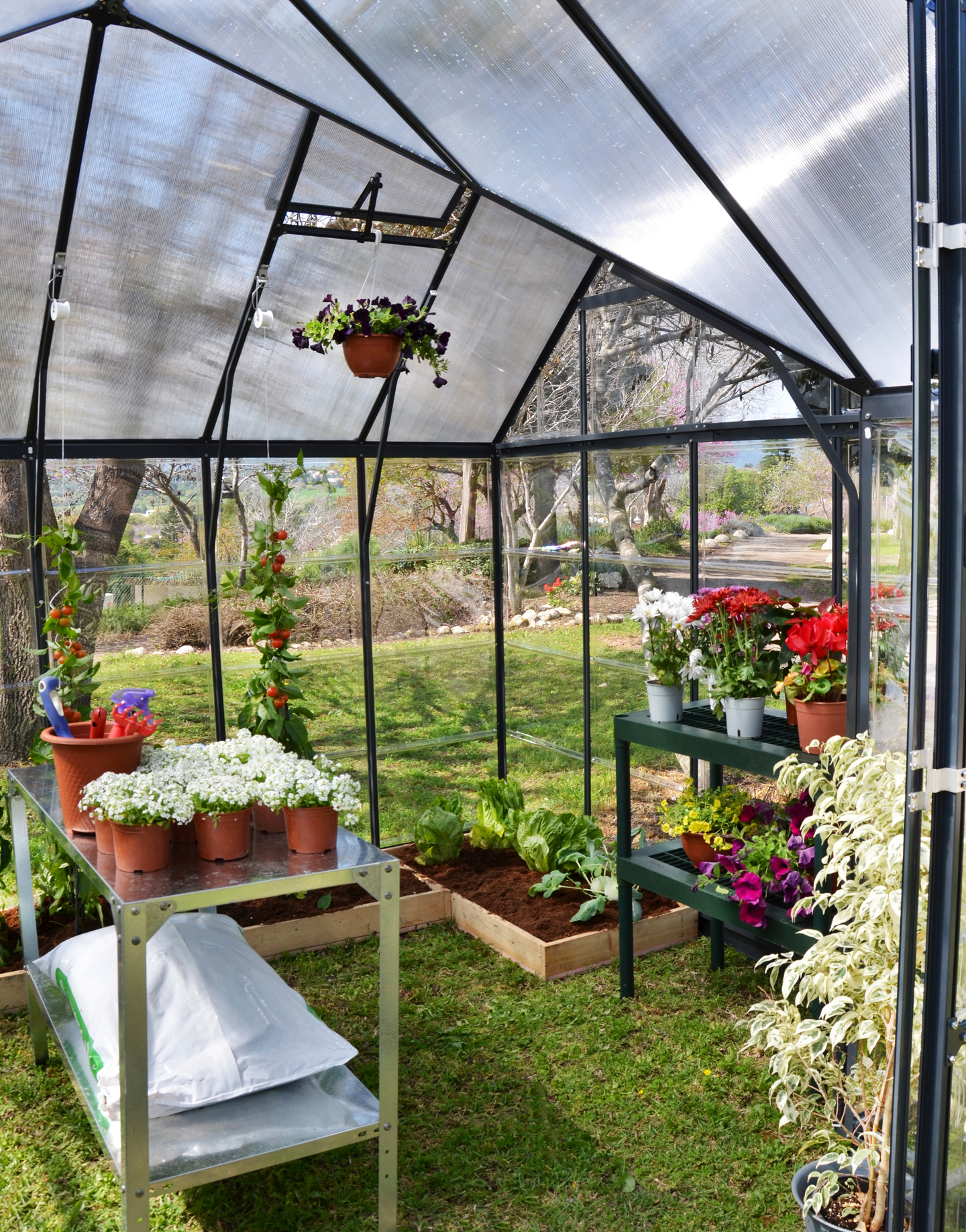 Kasvihuone Palram-Canopia Victory T-shape 11,14m²