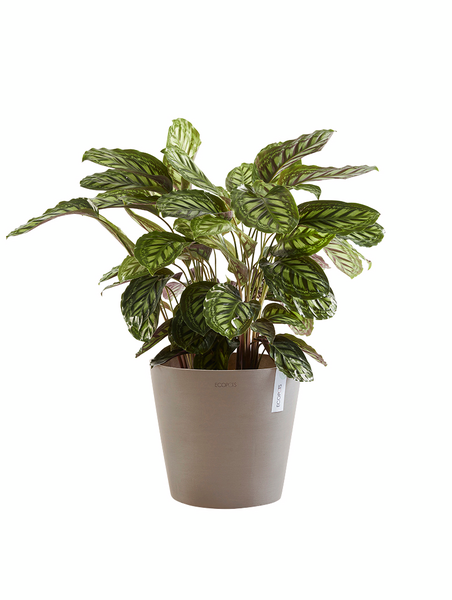 Ruukku Ecopots Amsterdam 40cm taupe