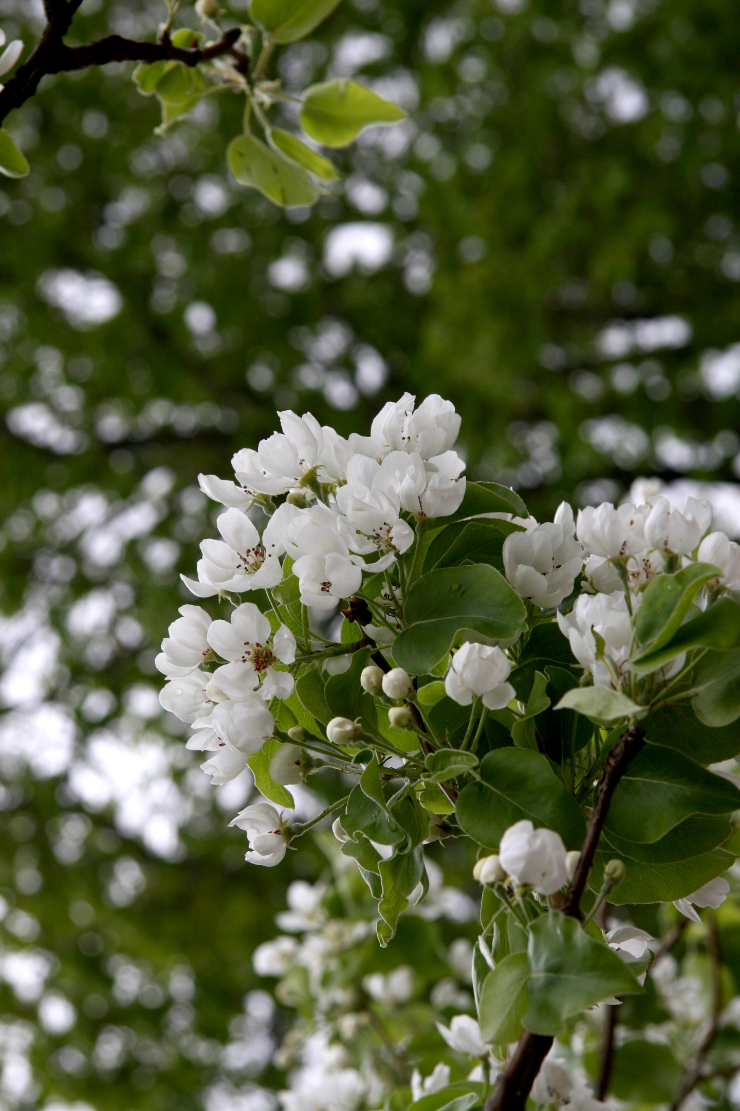 Päärynäpuu Pyrus communis Lada 7,5l astia