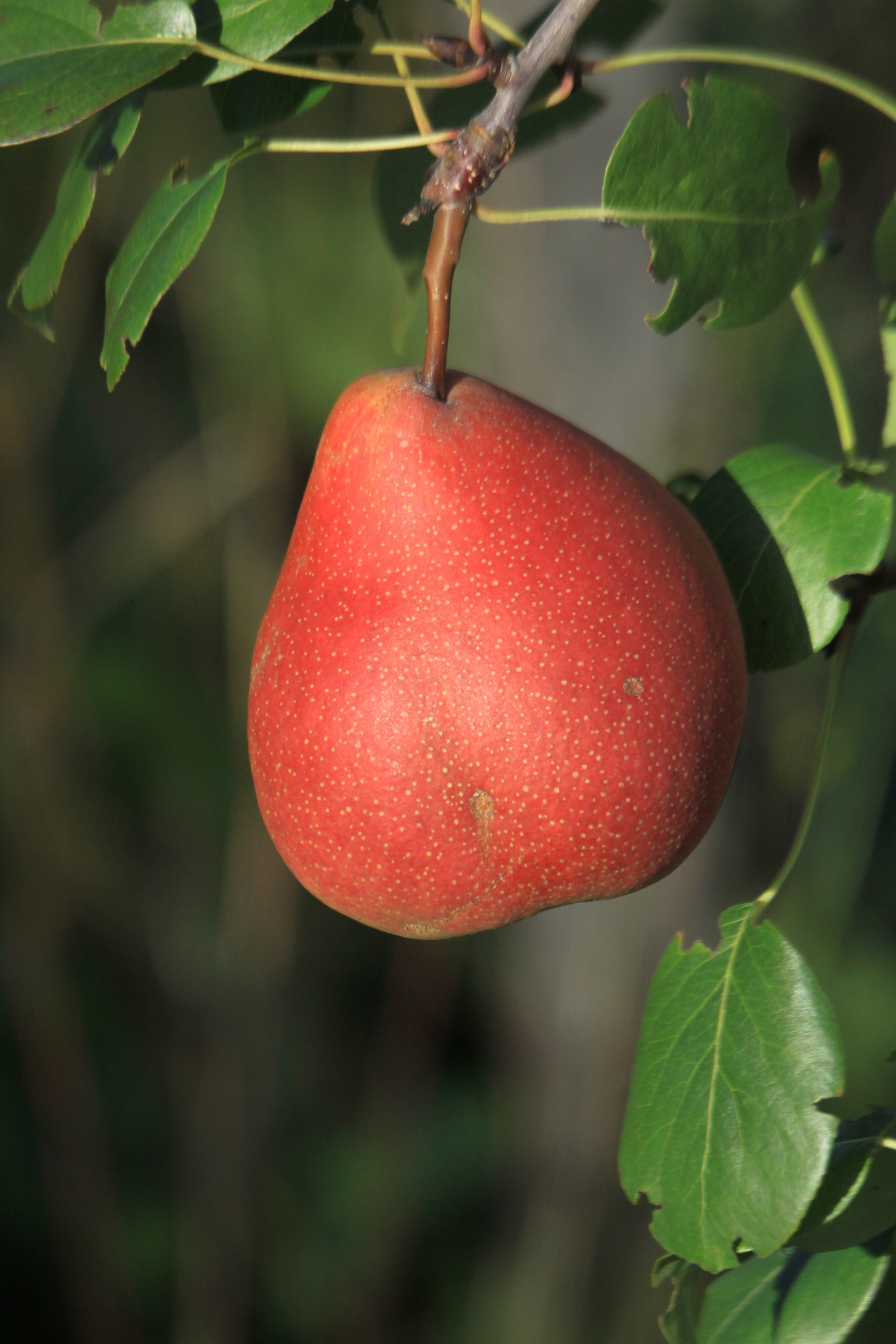 Päärynäpuu Pyrus communis Lada 7,5l astia