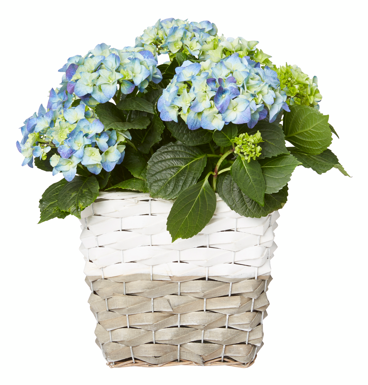 Pajuruukku Excellent neliö valkoinen/harmaa M