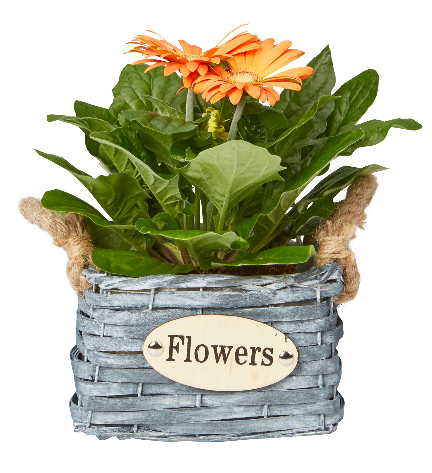 Pajuruukku neliö musta 17x17cm