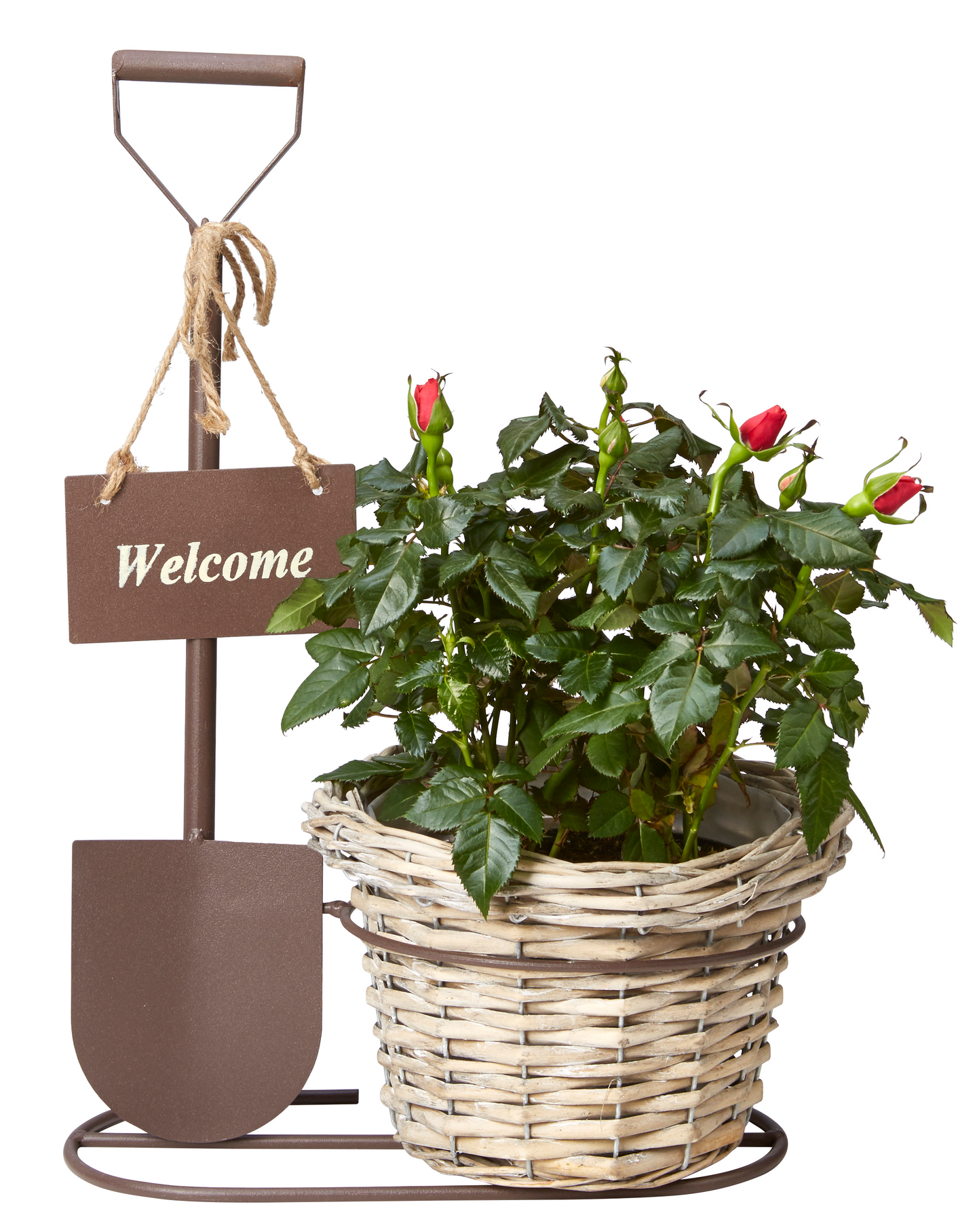 Kukkateline Excellent lapio + pajuruukku