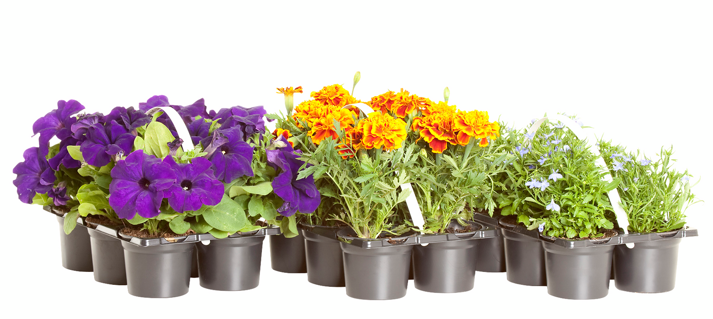 Kesäkukka lajitelma 6 kpl pakkaus 9cm ruukku