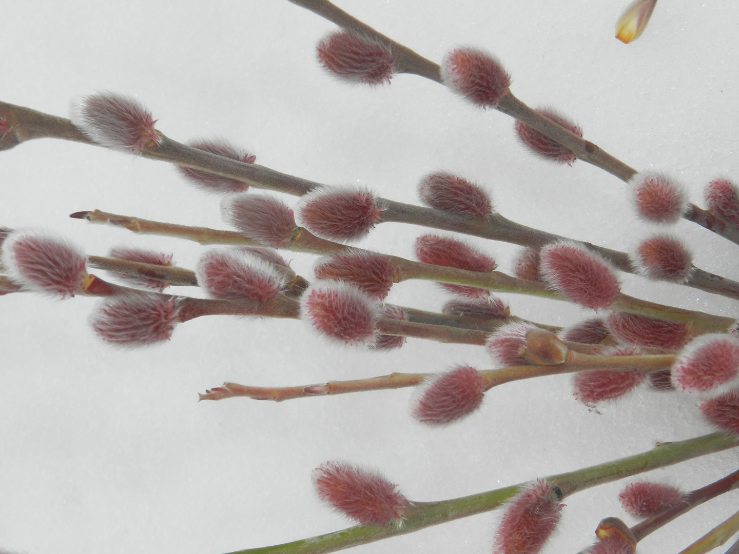 Mirripaju Salix gracilistyla Mt. Aso 3l astia