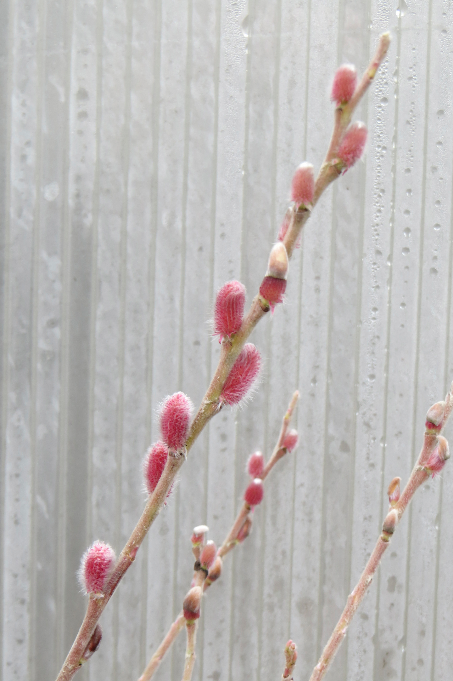 Mirripaju Salix gracilistyla Mt. Aso 3l astia