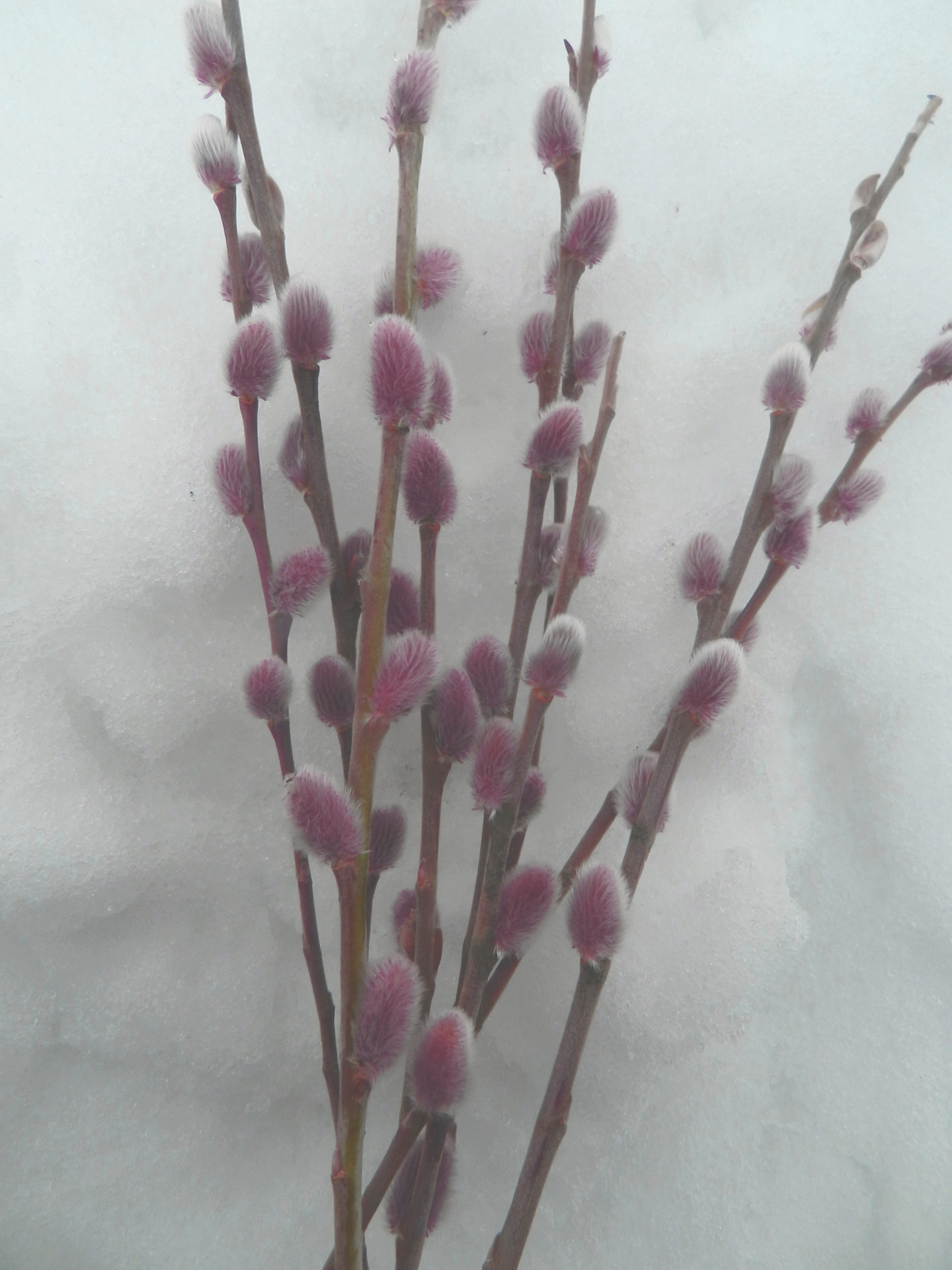 Mirripaju Salix gracilistyla Mt. Aso 3l astia