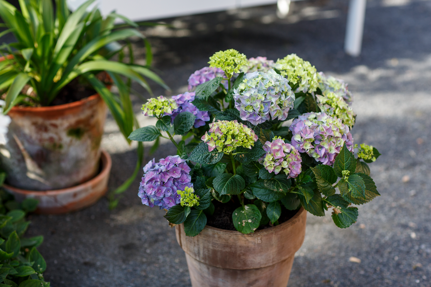 Hortensiamulta Kekkilä 15l