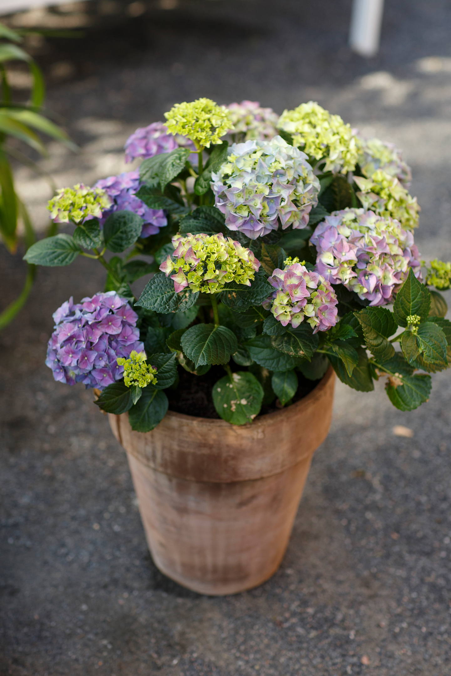 Hortensiamulta Kekkilä 15l