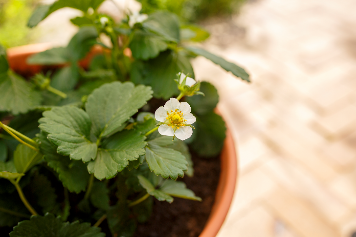 Marjalannoite Kekkilä 3l luonnonmukainen