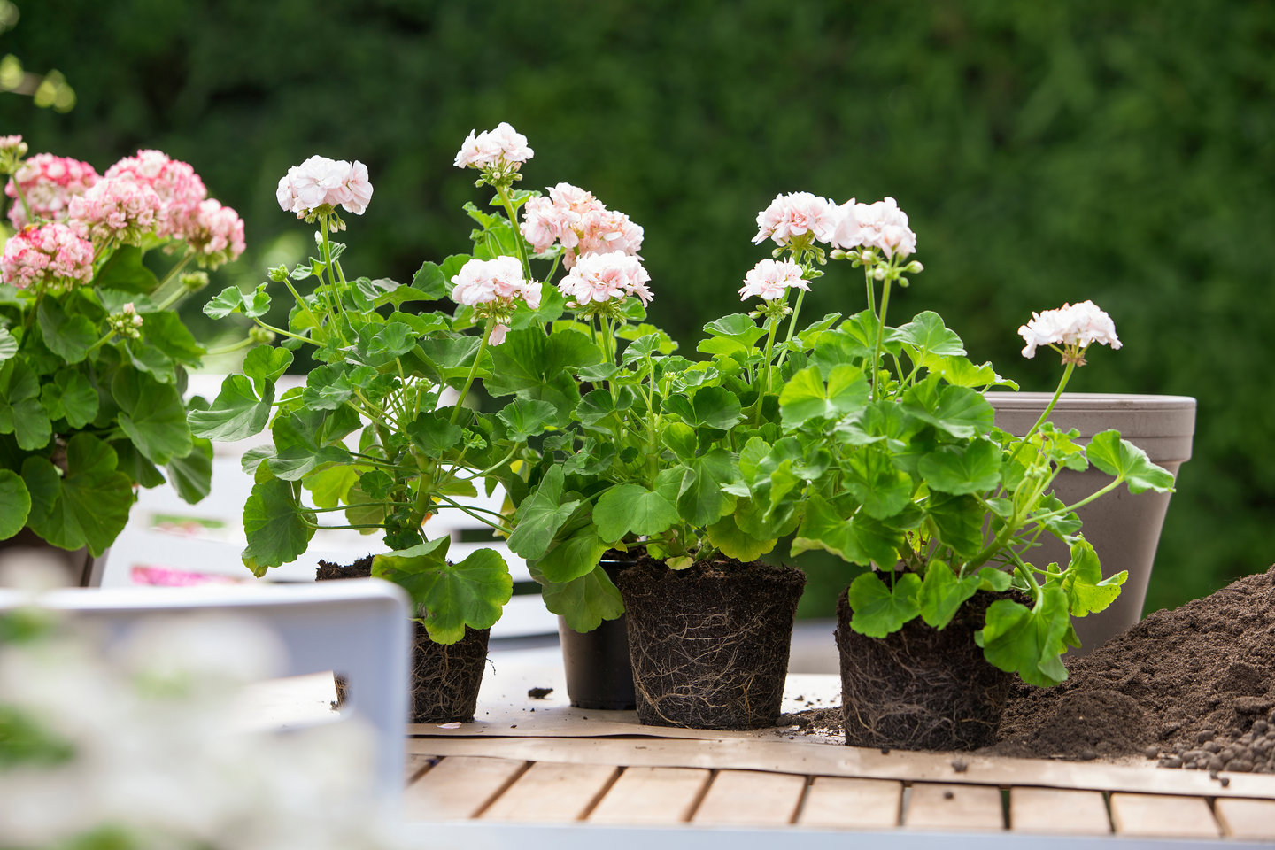 Pelargonimulta 15l Kekkilä