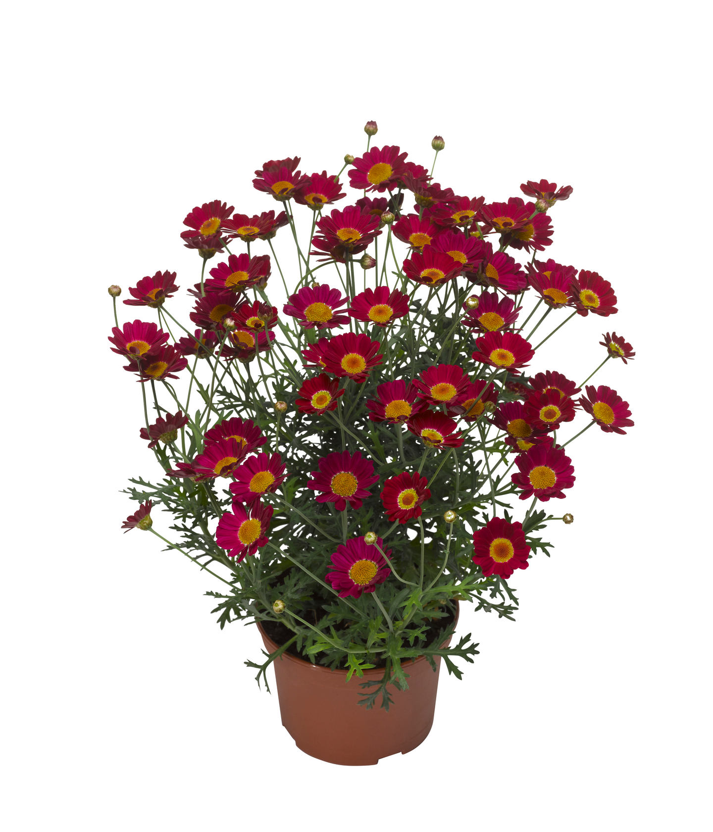 Marketta Argyranthemum punainen 12cm ruukku