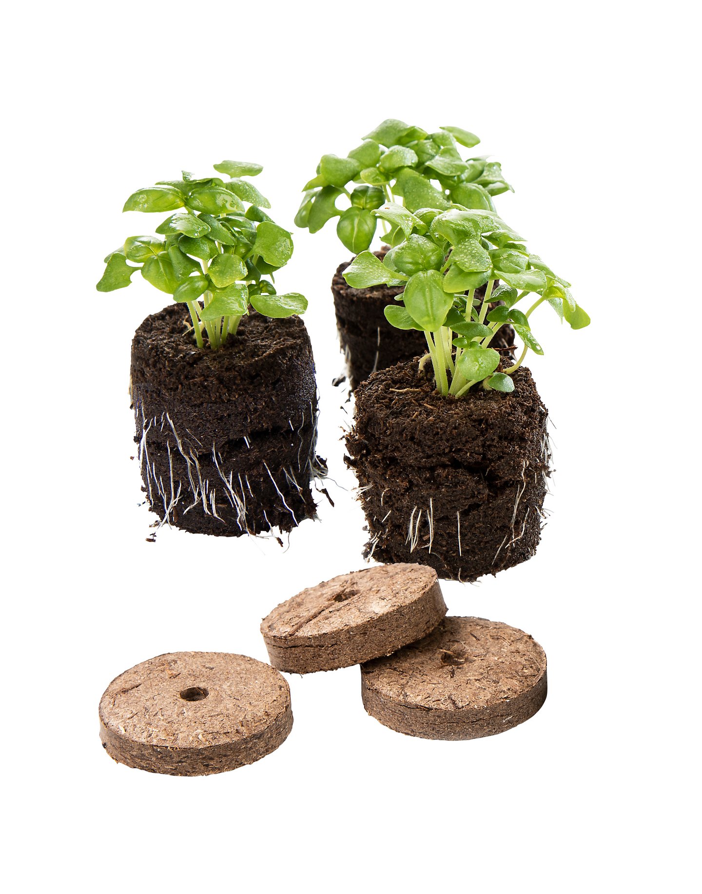 Sammalnapit Biolan 12kpl