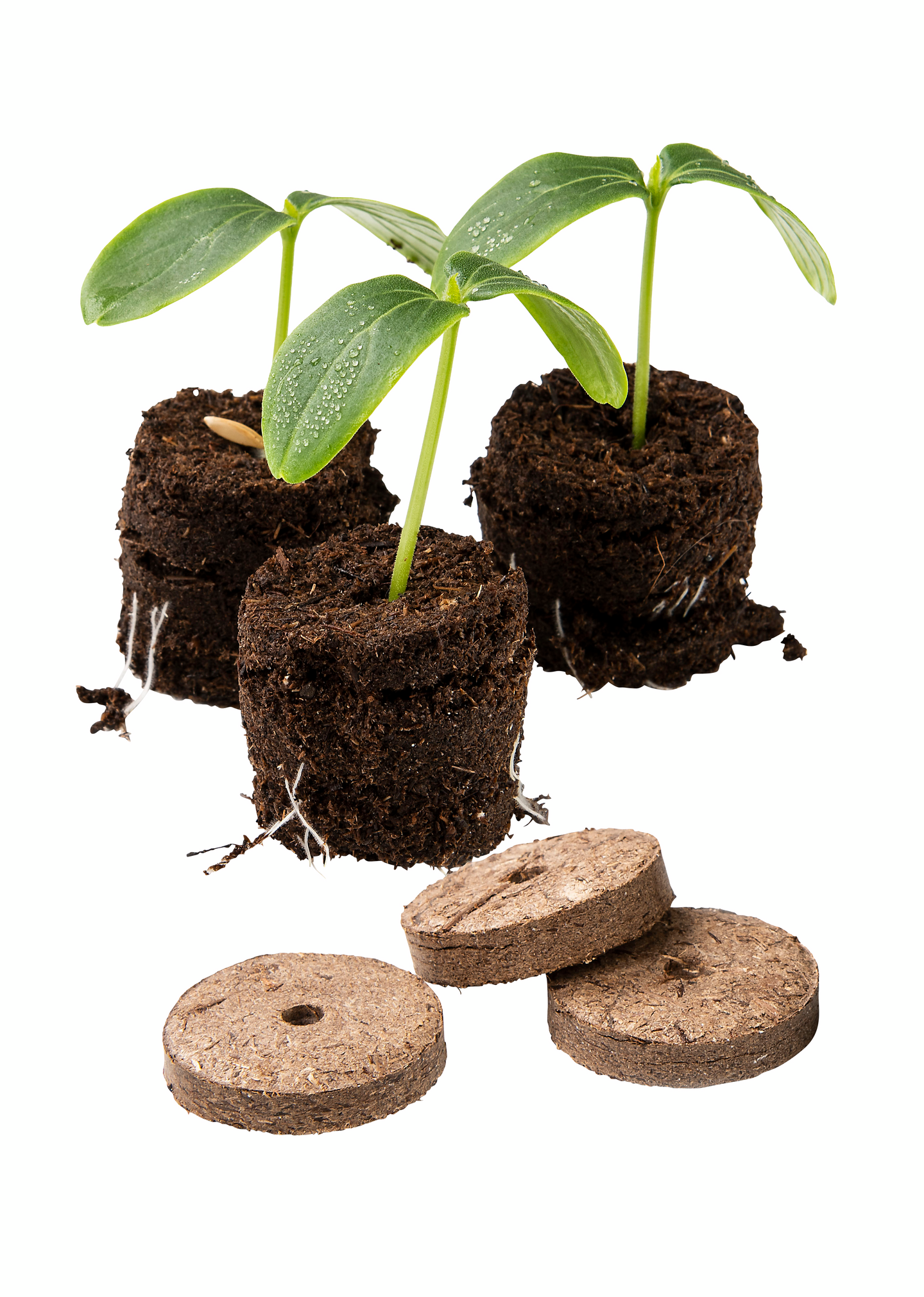 Sammalnapit Biolan 12kpl